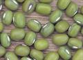 Vigna radiata